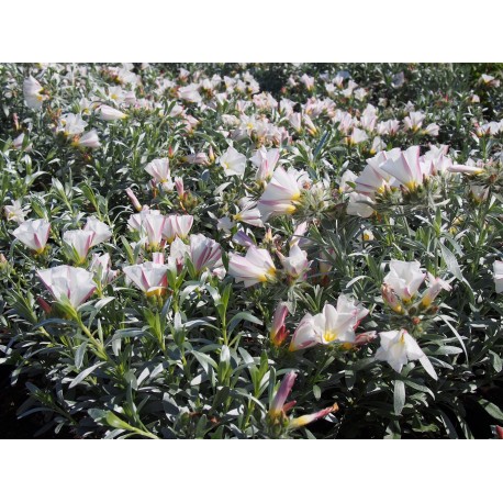Convolvulus cneorum