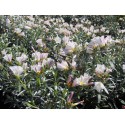 Convolvulus cneorum