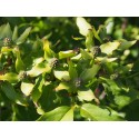 Cornus kousa