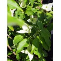 Cornus kousa 'Milky Way'