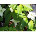 Cornus kousa 'Milky Way'