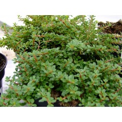 Cotoneaster congestus