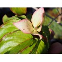 Cornus kousa 'Satomi'