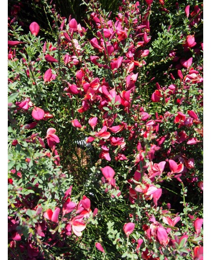 Cytisus scoparius 'Burkwoodii' - genêts hybrides, genêts à balais,