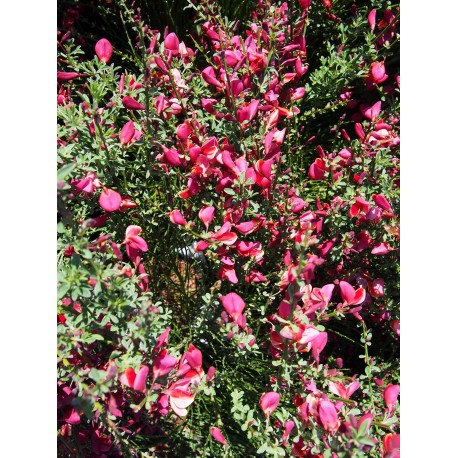 Cytisus scoparius 'Burkwoodii' - genêts hybrides, genêts à balais,