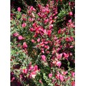 Cytisus scoparius 'Burkwoodii' - genêts hybrides, genêts à balais,