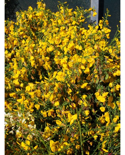 Cytisus scoparius 'Golden Sunlight'