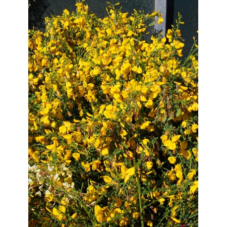 Cytisus scoparius 'Golden Sunlight'