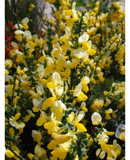 Cytisus scoparius 'Luna'