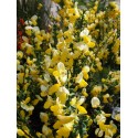 Cytisus scoparius 'Luna'