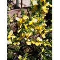 Cytisus scoparius 'Luna'