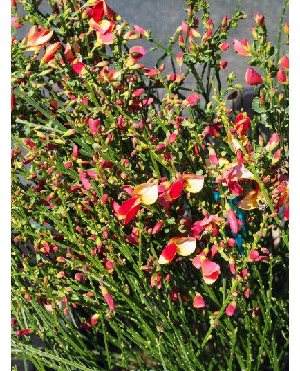 Cytisus scoparius 'Palette'