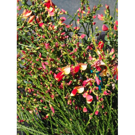 Cytisus scoparius 'Palette'