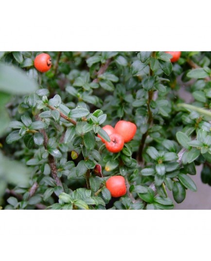 Cotoneaster conspicuus 'Decorus'