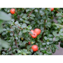 Cotoneaster conspicuus 'Decorus'