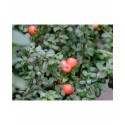 Cotoneaster conspicuus 'Decorus'