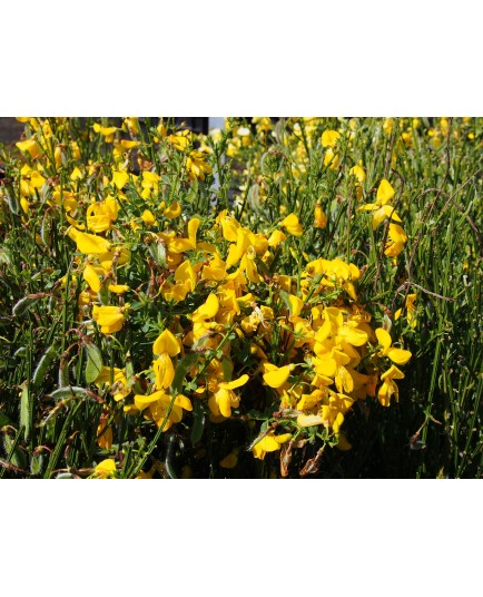 Cytisus scoparius 'Vanesse'