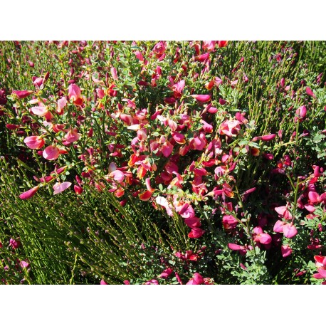 Cytisus praecox x 'Hollandia' - genêts hybrides,