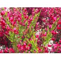 Cytisus scoparius x 'Boskoop Ruby' - genêts hybrides, genêts à balais,