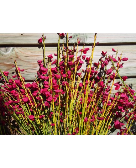 Cytisus scoparius x 'Boskoop Ruby' - genêts hybrides, genêts à balais,