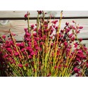 Cytisus scoparius x 'Boskoop Ruby' - genêts hybrides, genêts à balais,