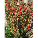 Cytisus scoparius  'Lena' -