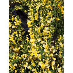 Cytisus x 'Dukaat'