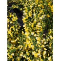 Cytisus x 'Dukaat'