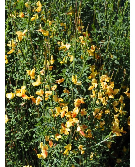 Cytisus 'Apricot Gem'