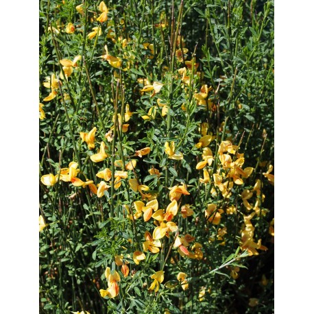 Cytisus 'Apricot Gem'