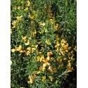 Cytisus 'Apricot Gem'