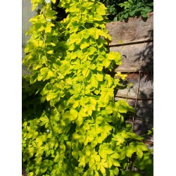 Humulus lupulus 'Aureus' - Houblon doré