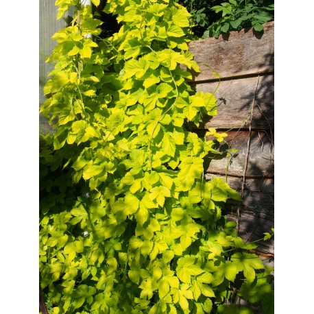 Humulus lupulus 'Aureus' - Houblon doré