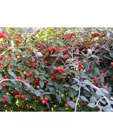 Cotoneaster franchetti - cotonéasters,