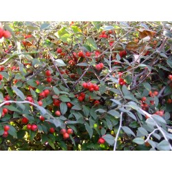 Cotoneaster franchetti - cotonéasters,