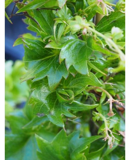 Parthenocissus tricuspidata 'Lowii' - vigne vierge naine