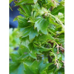 Parthenocissus tricuspidata 'Lowii' - vigne vierge naine