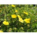 Potentilla fruticosa 'Kobold' - potentille