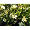 Potentilla fruticosa 'Tilford Cream' - potentilles