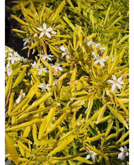 Choisya 'Aztec Gold'