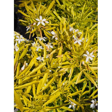 Choisya 'Aztec Gold'