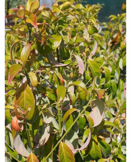 Cornus angustata 'Empress of China'