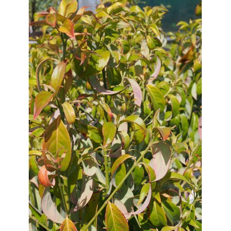 Cornus angustata 'Empress of China'