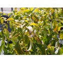 Cornus angustata 'Empress of China'