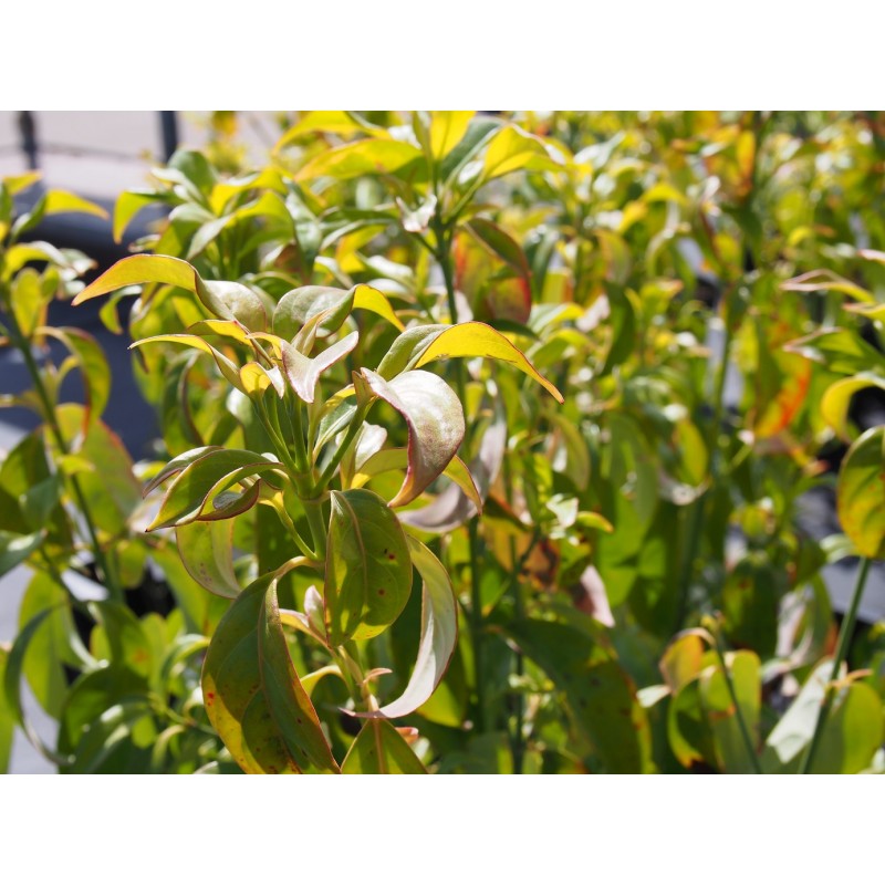 Cornus angustata 'Empress of China' - PÉPINIERE BROCHET-LANVIN