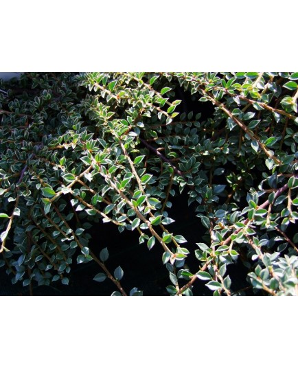 Cotoneaster horizontalis - Cotoneaster horizontal