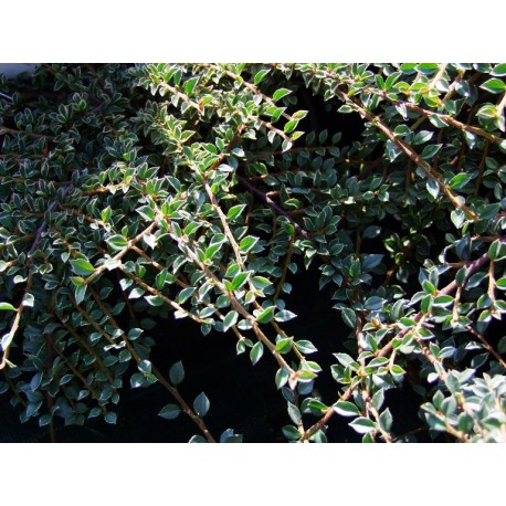 Cotoneaster horizontalis - Cotoneaster horizontal