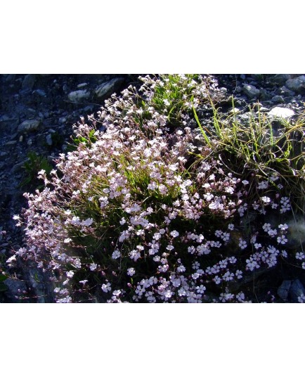 Gypsophila repens