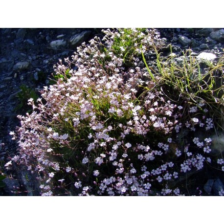 Gypsophila repens