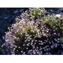 Gypsophila repens